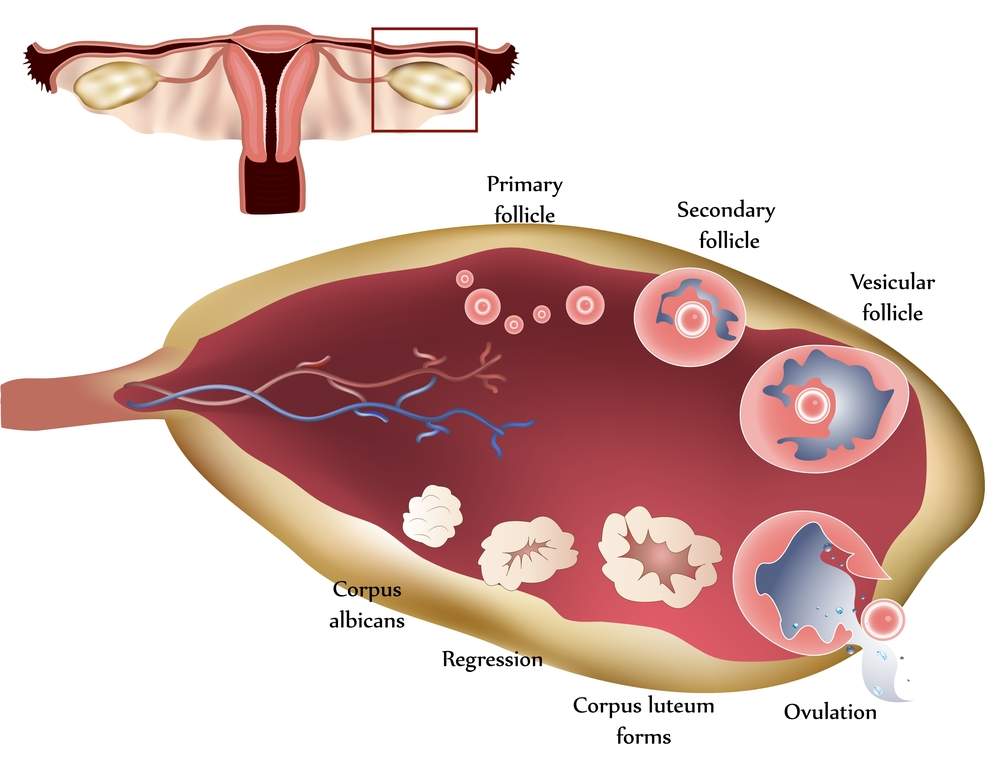 Ovulation Induction In India Dr Sumita Sofat Ivf Hospital Blog 0317