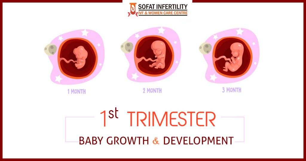 1 to 3 Months Pregnant - 1st Trimester Baby Growth & Development