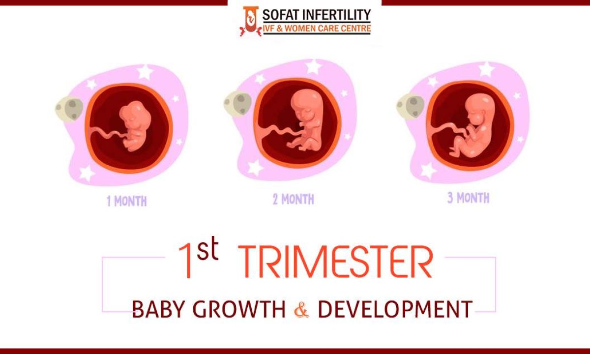 1 to 3 Months Pregnancy Period - Baby Growth & Development