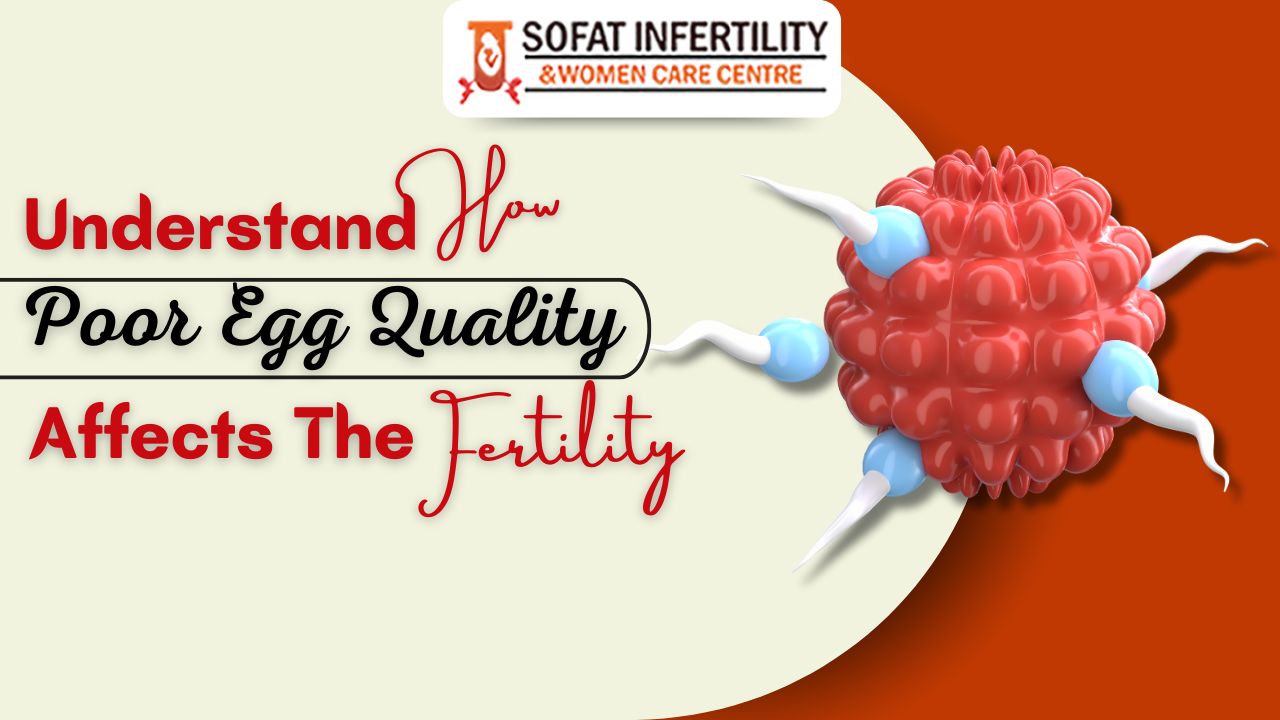 Understand How Poor Egg Quality Affects The Fertility