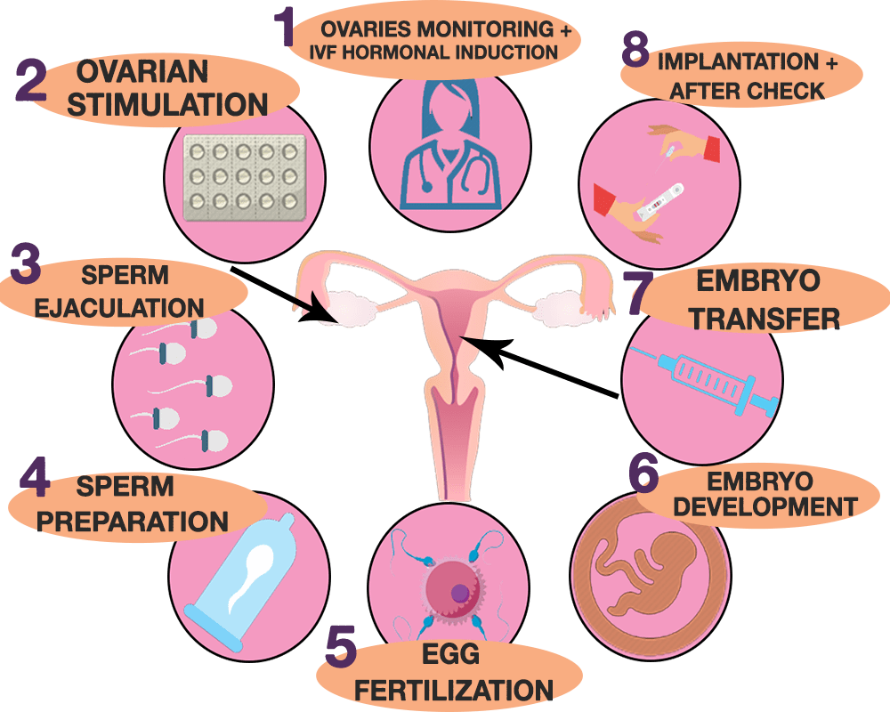 ivf process