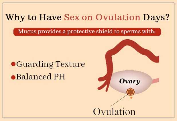 WHAT HAPPENS BEFORE OR DURING OVULATION?
