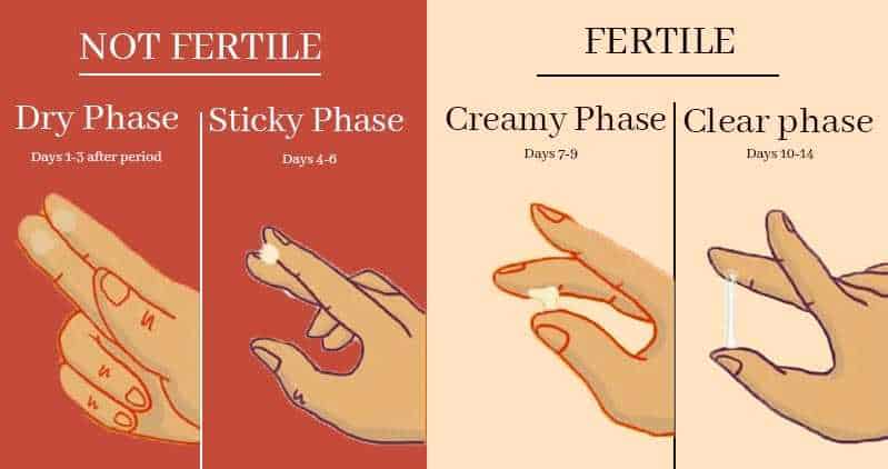 Cervical Mucus – Right Texture And Consistency & Importance To Track Fertility