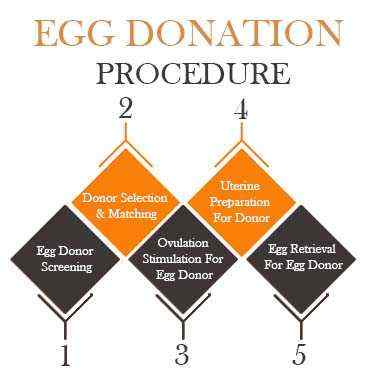 Egg Donation Procedure