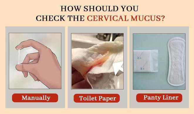 How To Track The Cervical Mucus