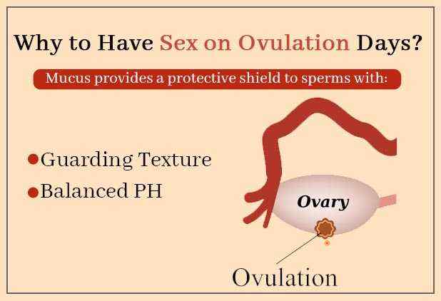 Why-to-have-sex-on-ovulation-days