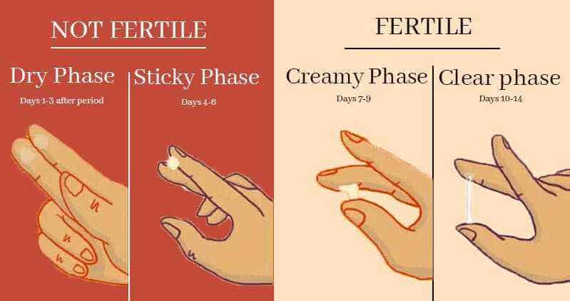 Cervical Mucus – Right Texture And Consistency & Importance To Track Fertility